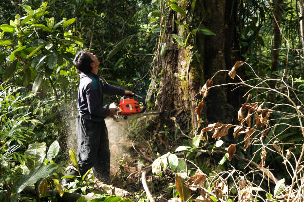 Best Emergency Tree Service  in Goose Creek Village, VA